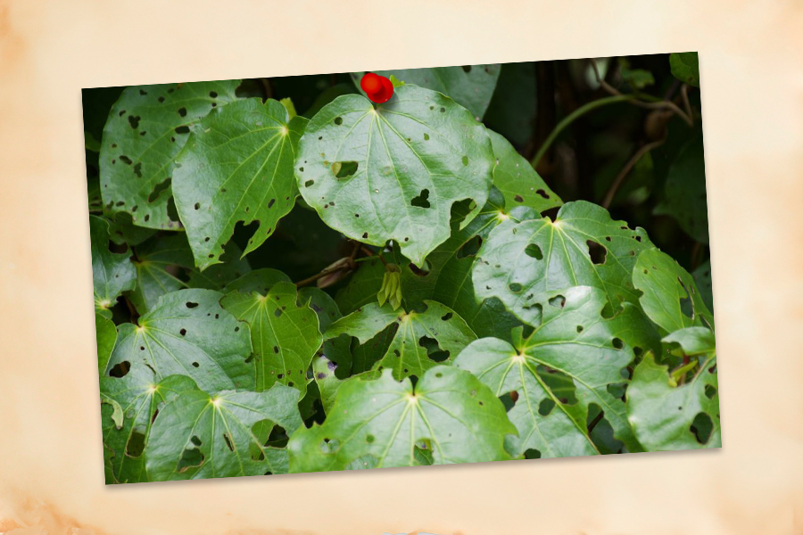 Kawakawa leaves
