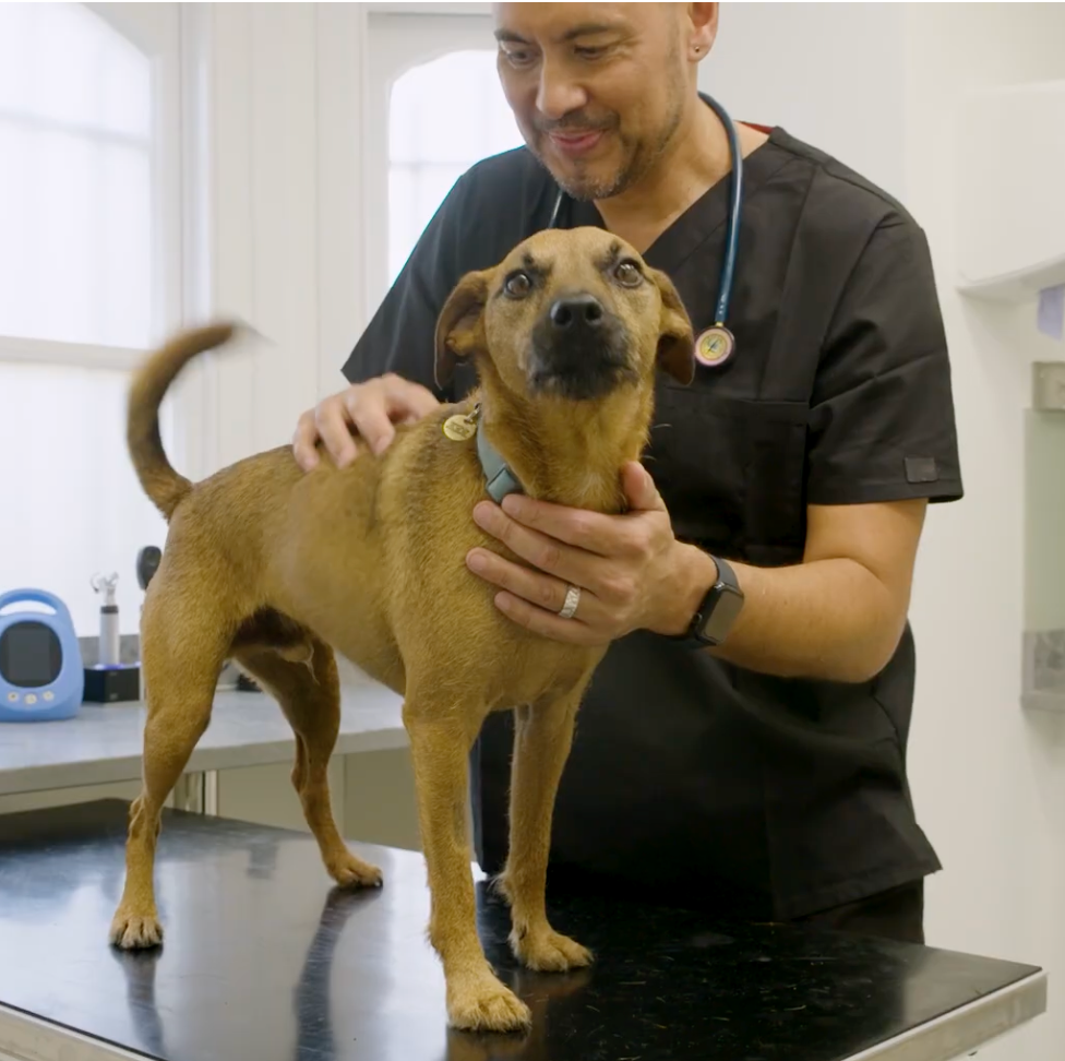 Veterinary expert Dr Paul Manktelow and his dog Rodney
