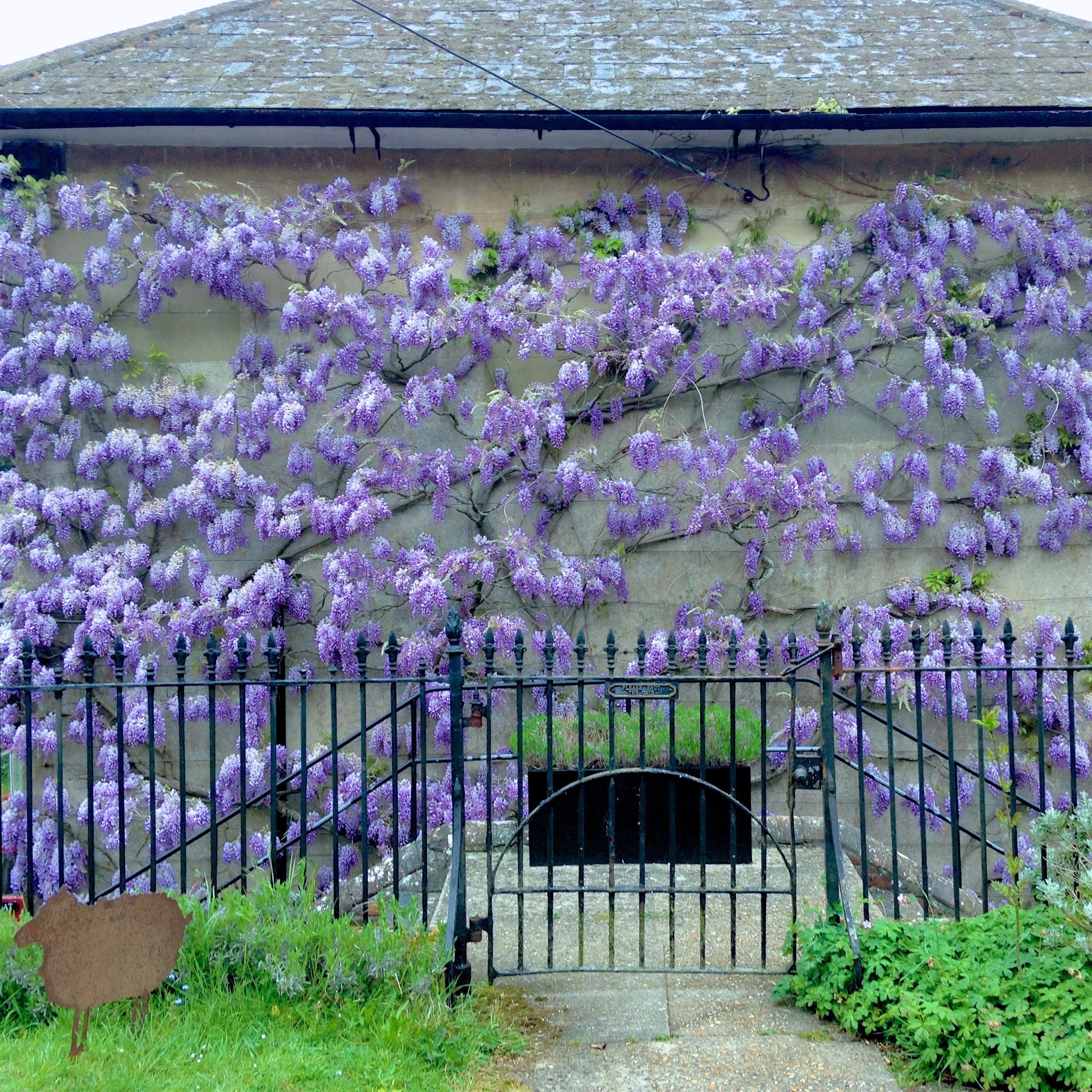 Wisteria wall Private Garden Dorset
