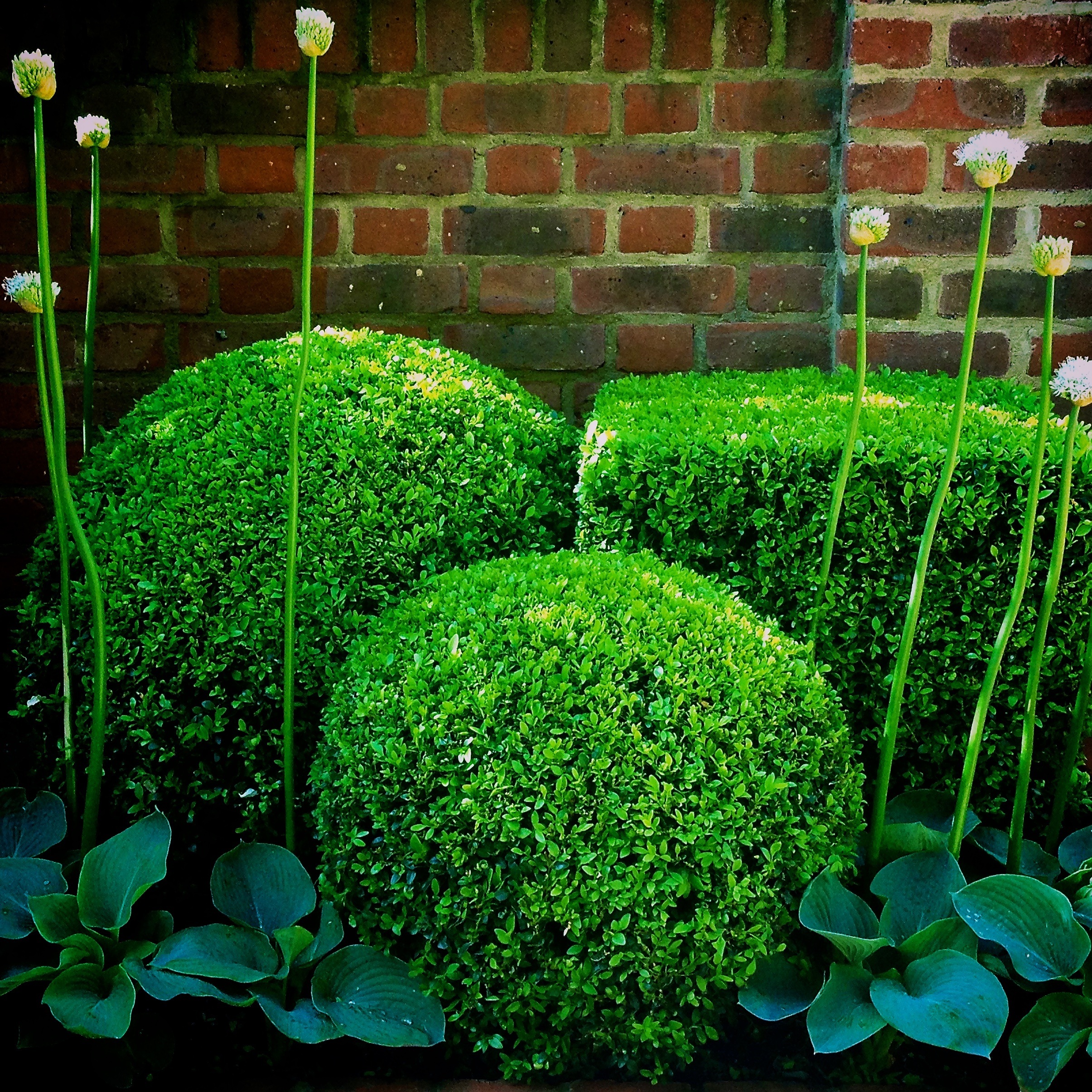 Clipped Box, Hosta and Agapanthus