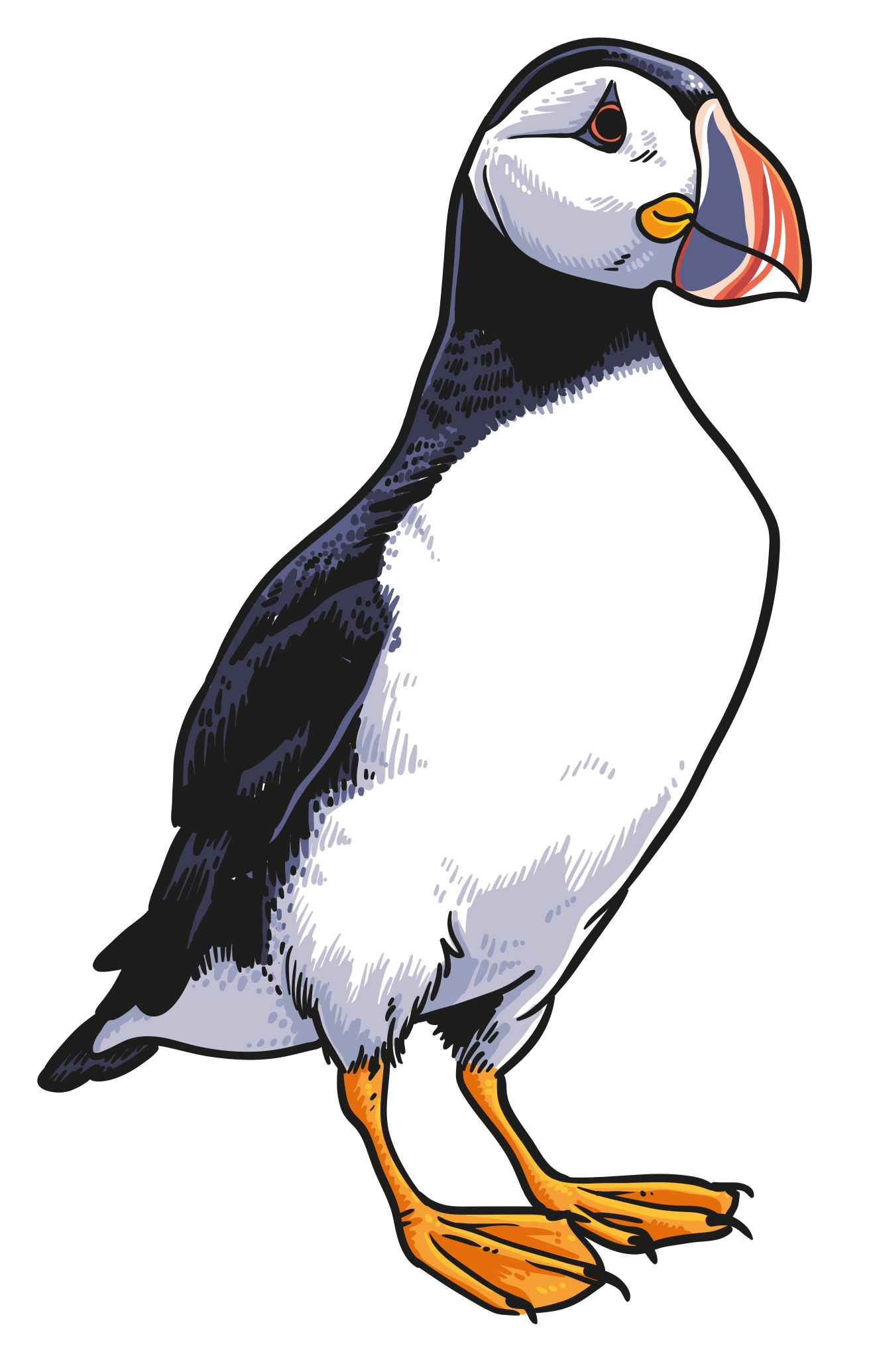 Puffin Illustration
