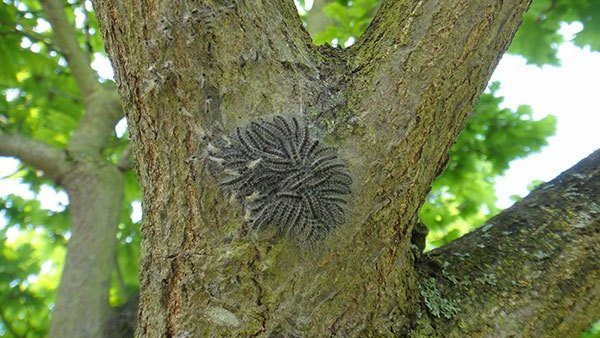 Oak Processionary Moth