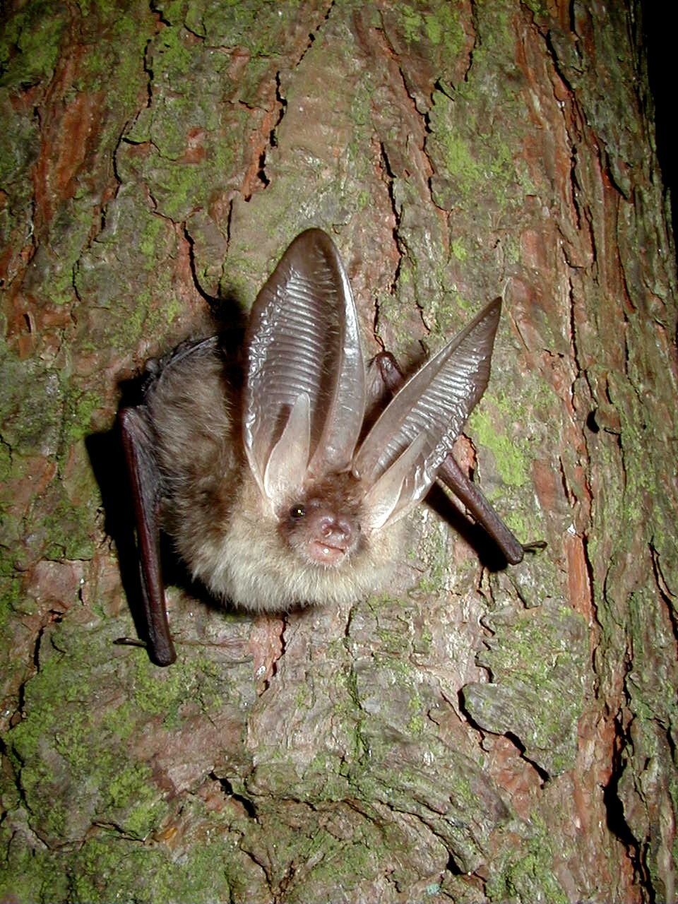 Bat Tree Examples BATS & TREES