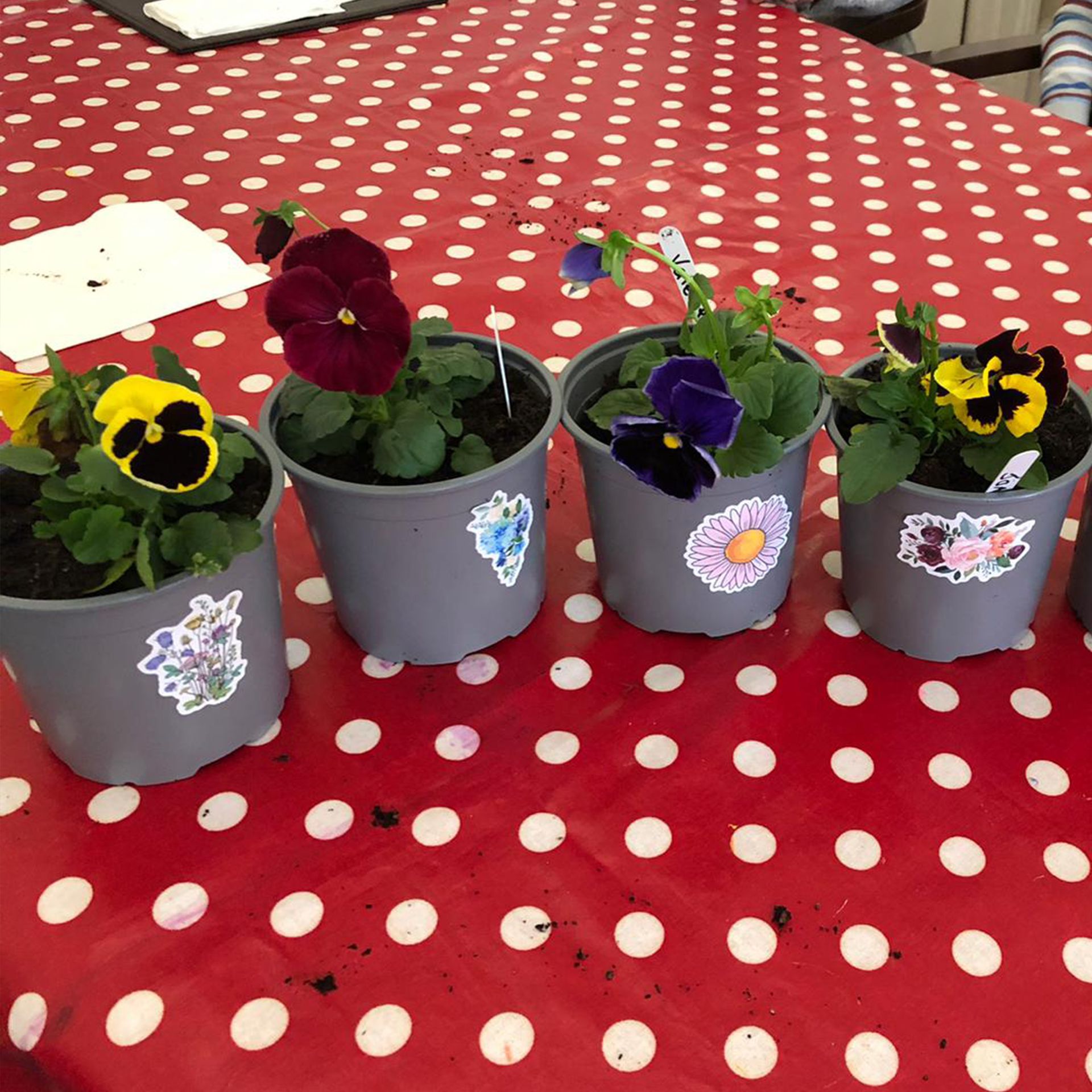 Potting Pansies