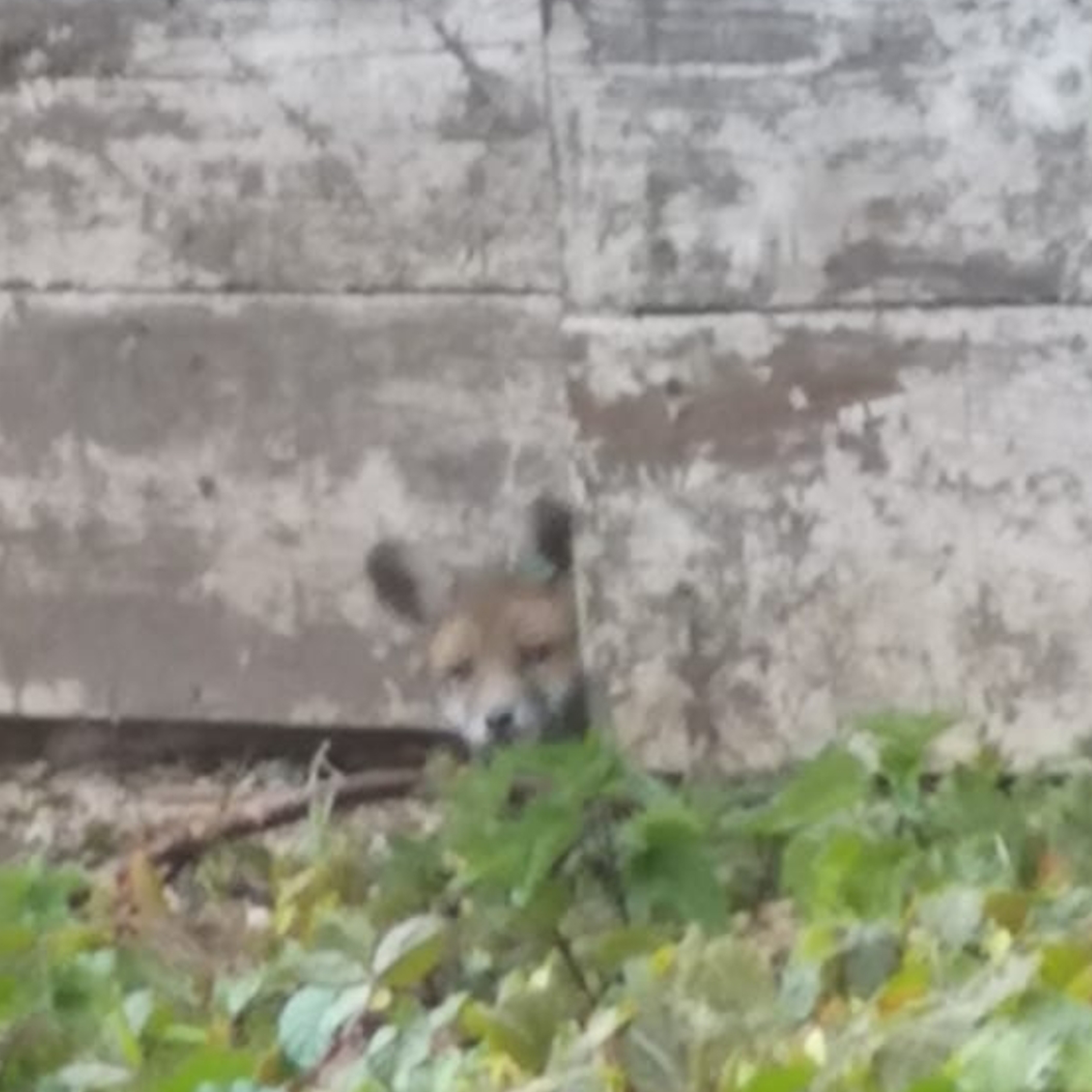 One of our fox cubs peering out of the stables