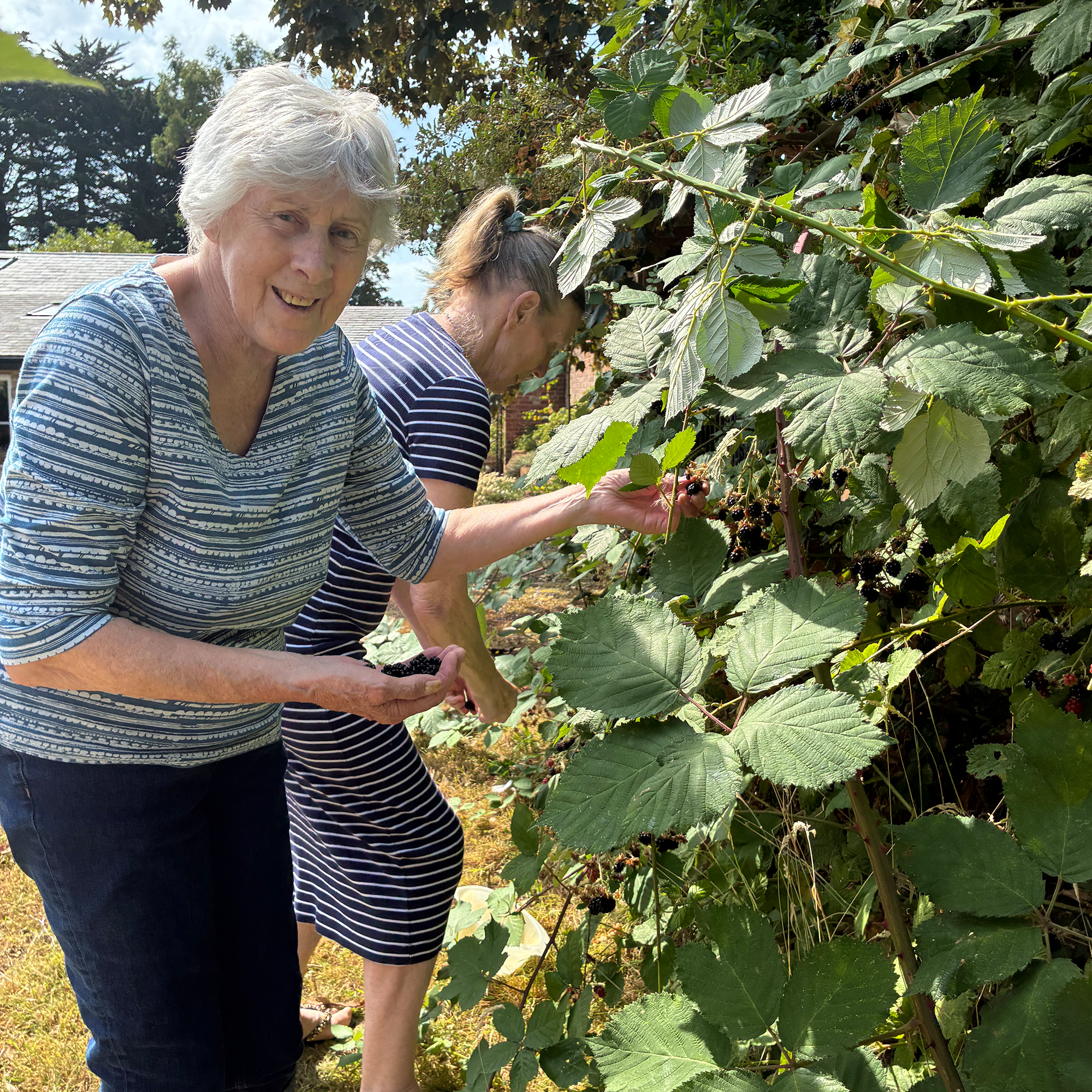 Picking blackberries in the garden of Blackbrook House