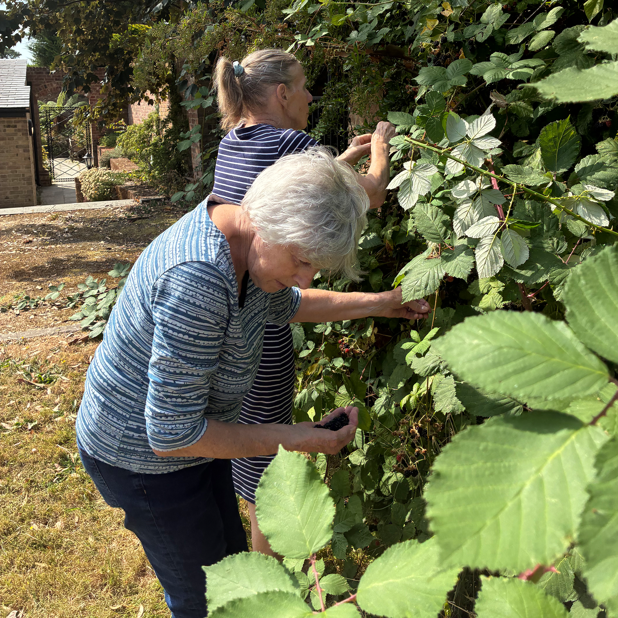 Picking blackberries in the Blackbrook House garden