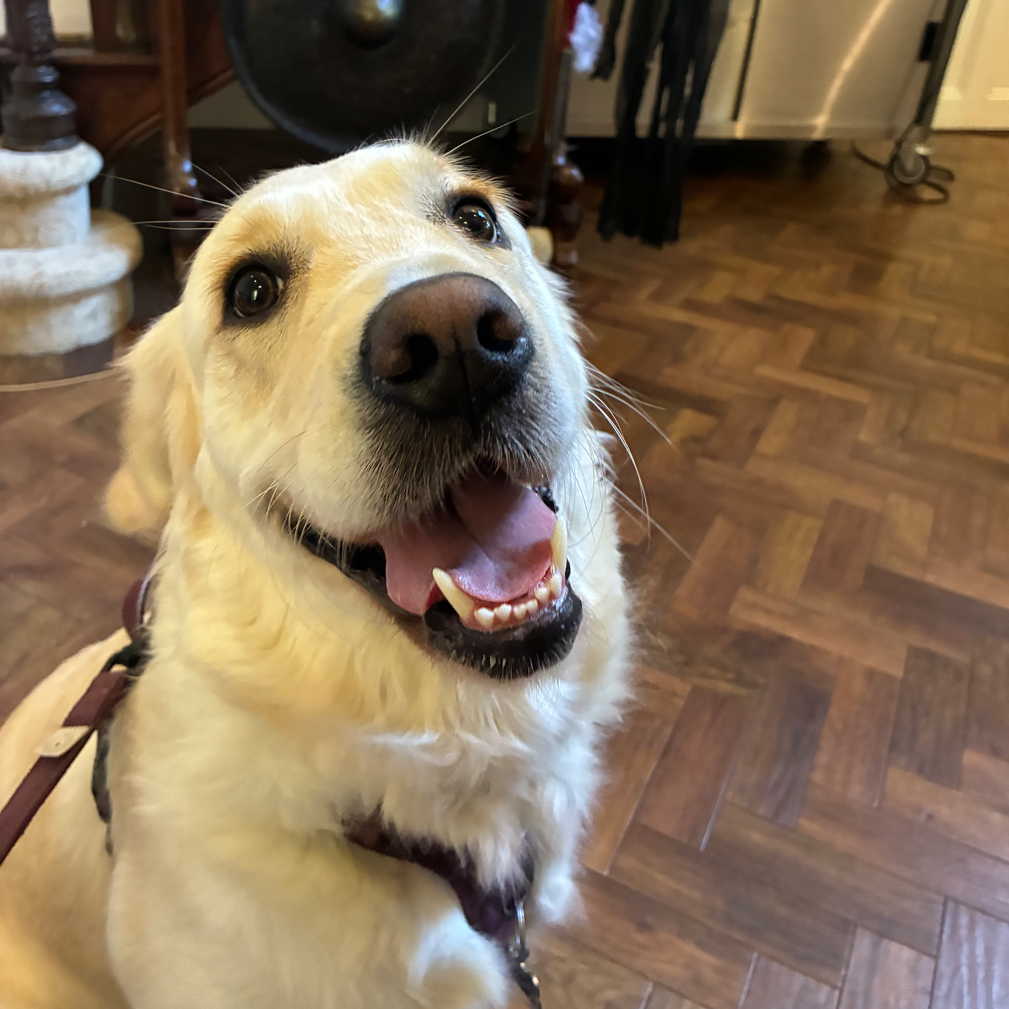 Polly the therapy dog at Blackbrook House